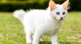 En güzel kedi isimleri nelerdir? Erkek kedi isimleri neler? Dişi kedi isimleri neler? En popüler kedi isimleri