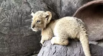 2 gün arayla 4 aslan ve 3 kaplan yavrusu dünyaya geldi