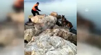 Denize düşen köpeği itfaiye kurtarıldı