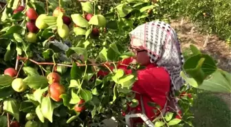 'Ölümsüzlük meyvesi' hünnaptan pekmez üretti