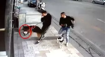 Sokak kedisini öldüren köpeğin sahibine 'basit yaralama' suçundan işlem