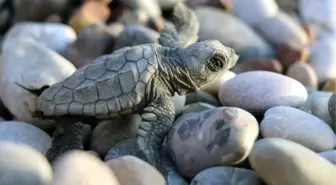 Caretta caretta yuvaları eğlence uğruna tahrip ediliyor