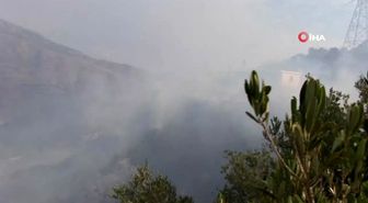 Hasadı yapamadan zeytinlerini yangında kaybettiler