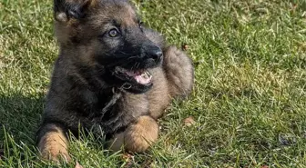 Almanya: Yavru köpeğin elini yaladığı yaşlı adam enfeksiyon sonucu hayatını kaybetti