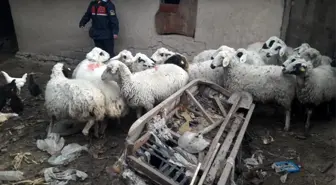 Çaldıkları koyunlarla yakalanan şüpheliler tutuklandı