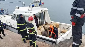 Romanya'da kargo gemisi alabora oldu: Binlerce koyun kurtarılmayı bekliyor