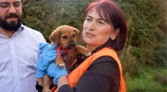 Taksicinin ezdiği yavru köpek iyileşti... O taksinin sahibinden köpeğe ziyaret