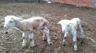 Doğumda annesini kaybeden kuzu 'Anne, anne' diye meliyor