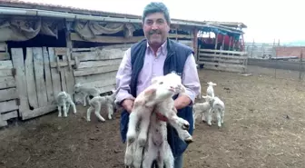 Doğumda annesini kaybeden kuzu, 'Anne, anne' diye meliyor