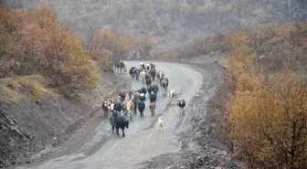 Kar yağışı göçerleri olumsuz etkiledi