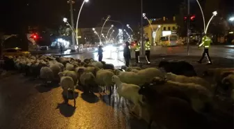 Trafik durdu, koyun sürüsü yoldan geçti