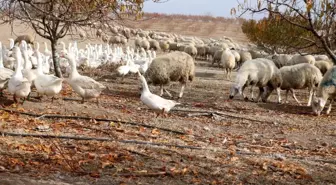 Yabancı otlarla mücadelede kaz ve koyun kullanıyorlar