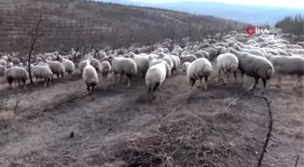 Yabancı otlarla mücadelede kaz ve koyun kullanıyorlar