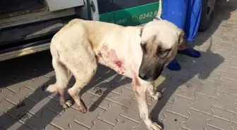 Gaziantep'te av tüfeğiyle vurulan köpek tedavi altına alındı