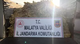 Malatya'da yaprak tütün hırsızlığı