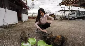 Sokak kedileri için harçlığı yetmeyince KDK'ya başvurdu