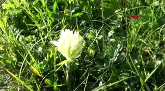 Rize karadeniz'de yeni uzungöl ve ayder oluşturulacak