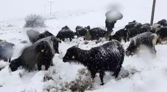 Meraya çıkarılan yüzlerce koyun kara yakalandı