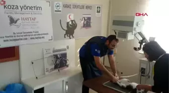 Osmaniye ayağı kırılan kedi tedavi edildi