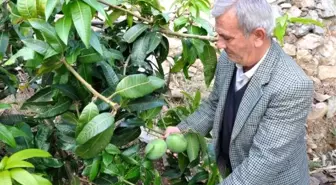 12 mango ağacından 45 bin lira para kazandı