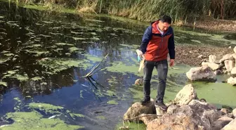 Karamenderes Nehri'ndeki balık ölümlerine ilişkin inceleme başlatıldı