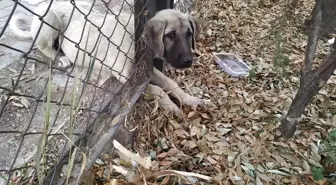 Aksaray'da demir korkuluğa sıkışan köpeği itfaiye kurtardı