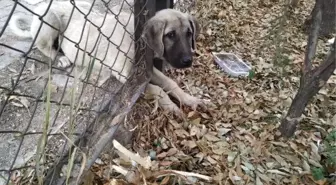 Bahçe çitine başı sıkışan köpeği itfaiye ekibi kurtardı