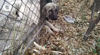 Kafası tel örgüye sıkışan köpeği itfaiye kurtardı