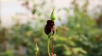 Halfeti'nin simgesi karagül daha çok kişiye ulaşacak