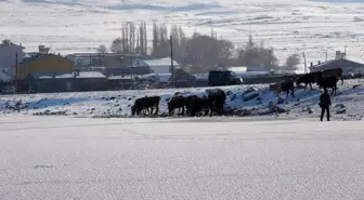 Ardahan'da Aktaş Gölü dondu