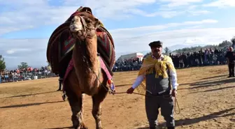 Karacasu'da deve güreşi heyecanı yaşandı