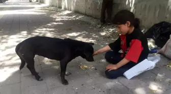 Kağıtçı küçük kız yiyeceğini sokak köpeğiyle paylaştı