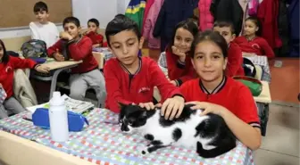 Müdürün sahiplendiği kedi, öğrencilerin neşesi oldu