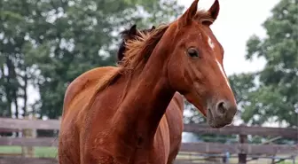 Sarhoş olduğu halde otobanda at binen bir kişi gözaltına alındı