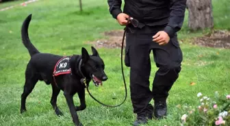 Ankara itfaiyesi K-9 köpekleri artık lisanslı