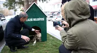 Elazığ'da 'Köpek Dostu ilçe' kış nedeniyle kulübelerle donatıldı