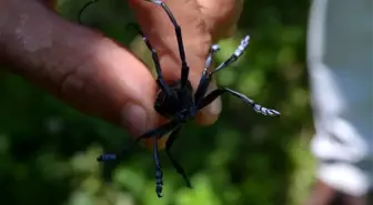 Trabzonlu fındıkçı Drakula'ya yenildi