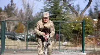 Yerli ırk köpekler, Nevşehir'deki JAKEM'de eğitiliyor