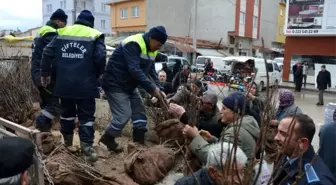 Çifteler'de 20 bin ceviz fidanı dağıtıldı