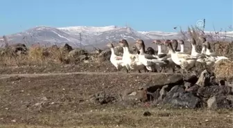 Kar yedikten sonra kesilen kazlar kargoyla sofralara ulaşıyor - KARS