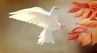 Rüyada kuş görmek ne anlama gelir? Rüyada muhabbet kuşu, rüyada güvercin görmek rüya tabiri nedir? Rüyada civciv görmek, serçe görmek nedir?