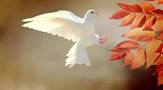 Rüyada kuş görmek ne anlama gelir? Rüyada muhabbet kuşu, rüyada güvercin görmek rüya tabiri nedir? Rüyada civciv görmek, serçe görmek nedir?