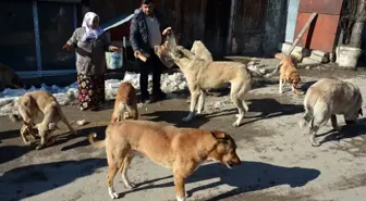 Sokak hayvanlarına her gün ekmek ve yem veriyorlar