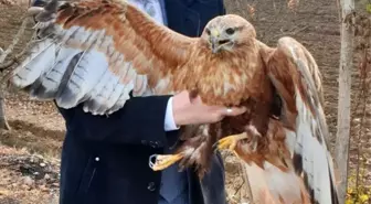 Yaralı atmaca barınağa teslim edildi