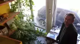 Hırdavatçı dükkanının içinde büyüyen incir ağacı ilgi çekiyor