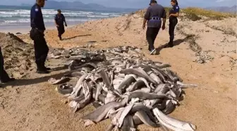 Güney Afrika'da başları kesilmiş onlarca yavru köpek balığı bulundu