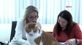 Prof. dr. seyyal ak: adadaki hayvanların tek tek kontrol edilmesi lazım