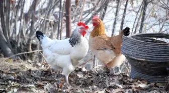 Gezen tavuk değil, kafes tavuğu kendi pisliğini yer iddiası