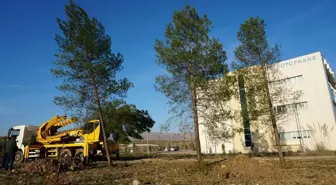 Siirt'te baraj havzasında kalan ağaçlar üniversite yerleşkesine naklediliyor