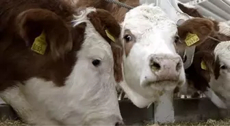 Düve alım desteği başvuruları başladı